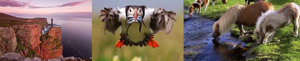 Shetland's 'Old Man of Hoy' (left), one of Orkney's famed puffins in action, and ponies brookside in their clean, natural environment